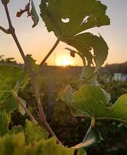 Weingut Weyer - Mörstadt Bild 3