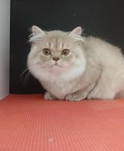 Mon Chien C'est Quelqu'un image 1