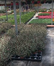 Pinel Olivier image 2