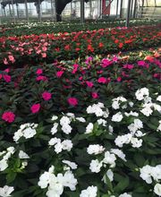 Meyer Söhne AG Bild 8