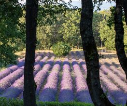 Coquillade Provence image 8