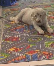 Hundebetreuung Oldies but Goldies Bild 5