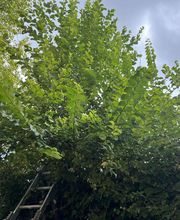 BC Service Élagage image 5