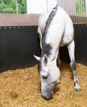 Technical Horse image 4