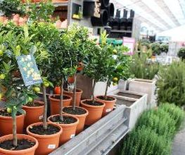 Intratuin Nuenen afbeelding 5