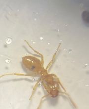 Christian Beck + Kai Schäfer Gbr - Schädlingsbekämpfung Bild 6