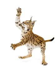 Werbeluchs® | Top Werbeagentur – Webdesign, SEO, Marketing & Digital Design | Regensburg Bild 3