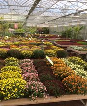 Pépinière Côté Jardin image 8