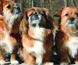 Nala's mobile Hundeschule Bild 2