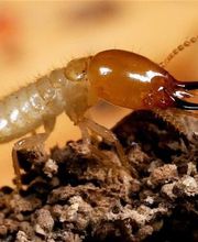 M R CAPITAINE image 3