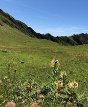 Alp Agence image 6