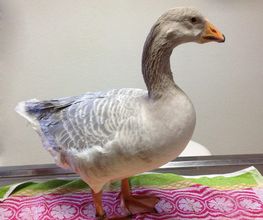 Tierklinik Krafzel GmbH Bild 6