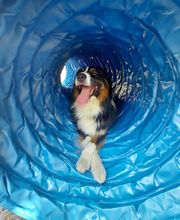 V'Educ-ton-chien image 20