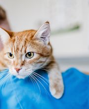 Kleintierpraxis im Moos AG Bild 7