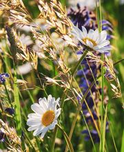 Jauréguy Christine image 2