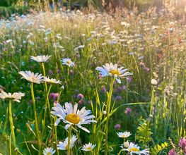 Wildblumendienst Bild 14