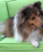 Teamwalk-Hundetrainer Bild 7
