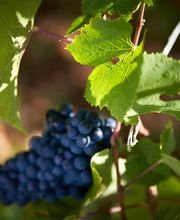 Maison Louis Latour image 4