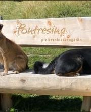 4-Pfoten Coaching Nicole Pirola Bild 6