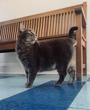 Montpelier Veterinary Hospital image 3