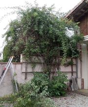 Branch' & Paysages Eirl Martin Pierre image 7