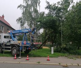Baumflüsterer Hoffmann Bild 9