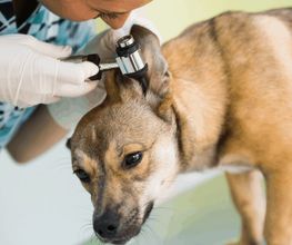 Hundesalon Pet Cut's Bild 9