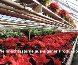 Blumen Chopard AG Bild 3