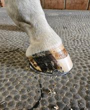 DLS Maréchalerie, Dimitri LE SOMMIER Bild 4