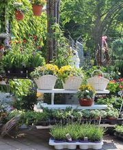 Blumenhaus Frankenstein Bild 5