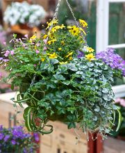 Gärtnerei Allemann GmbH Bild 6