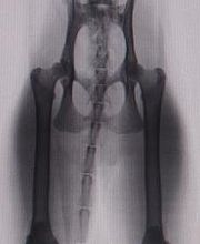 Centro Médico Veterinario Los Álamos imagen 10