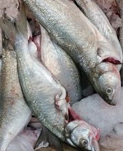 burkhalter poissons aarberg gmbh