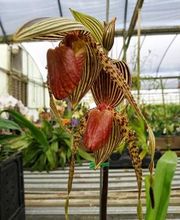 Odom's Orchids Inc image 20