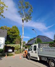 Baumpflege Baumring Bild 3