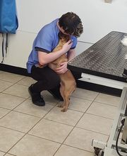 Pet Paradise image 19