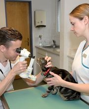 Kleintierklinik Glattfeld AG Bild 5