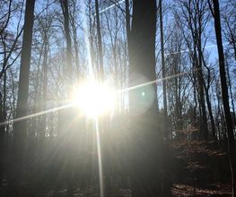FriedWald Meroder Wald Bild 5