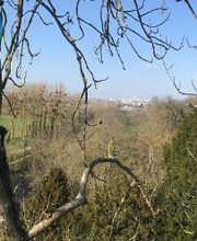 Normandie Arboriste image 1