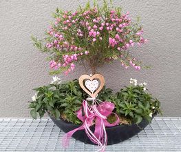 Fleur Holland Blumen Bild 5