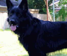 Zois Hundeschule Bild 3