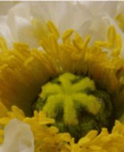 DOFLORES Annette Reich Bild 1