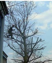 DLS Lehmann GmbH - Winterdienst Bild 9