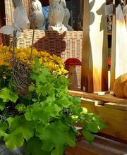Blumen Bachhuber Bild 4