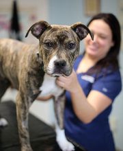 Rye Harrison Veterinary Hospital image 13