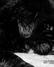 Sandrine Le Rest image 8