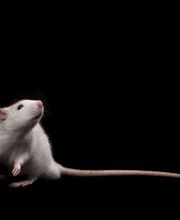 Désinfestation.ch Bild 1