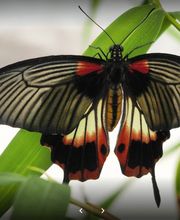 Rodigari Gartencenter Bild 9