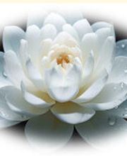 Gebäudereinigung Lotus Bild 1