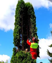 Ostsee.MV.Baumkletterer Bild 4
